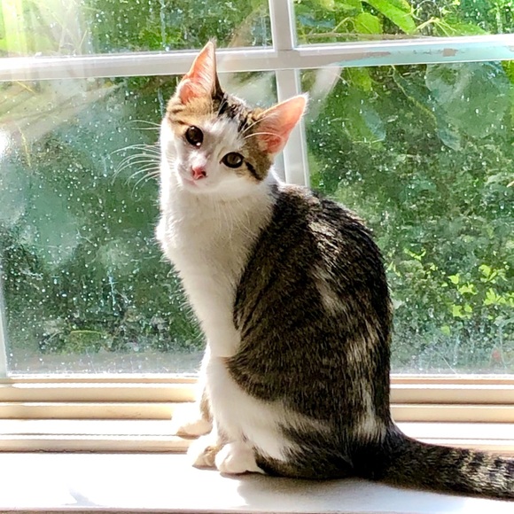 Meet your Posher, Anna - Picture 3 of 12